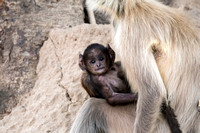 Mother langur and baby