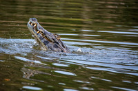 A Caiman joined in...