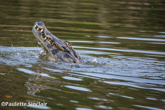 A Caiman joined in...