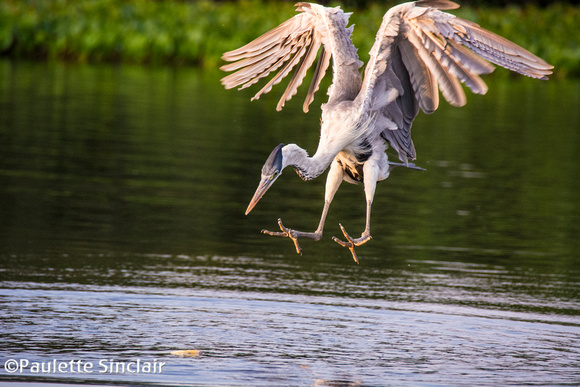 Making a landing..