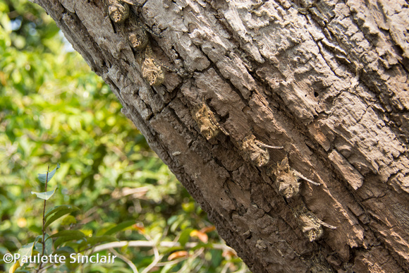 Tiny bats!