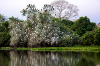 We began by the Rio Claro in the Pantanal...