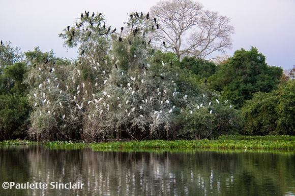 We began by the Rio Claro in the Pantanal...