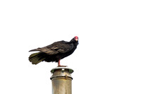 Turkey Vulture on our chimney