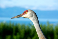 You can see the bay through a beak..