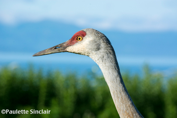 You can see the bay through a beak..