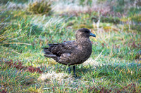 Falkland Skua