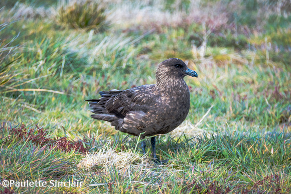 Falkland Skua