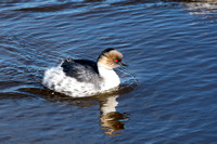 Silvery Grebe