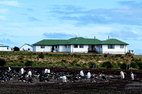 Sea Lion Lodge with Gentoo Penguins...