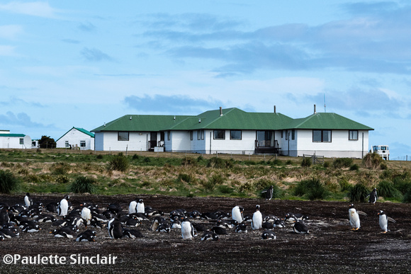 Sea Lion Lodge with Gentoo Penguins...