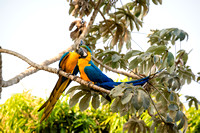 Blue and Yellow Macaws...