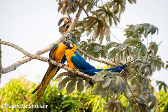 Blue and Yellow Macaws...