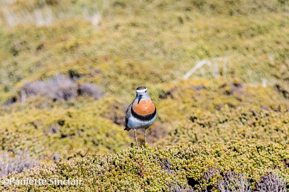 Rufous-chested Dotterel