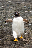 Friendly Gentoo