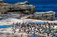 Colony of Imperial Shags