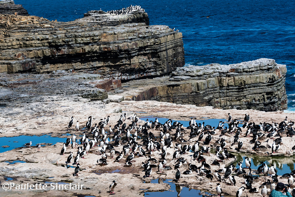 Colony of Imperial Shags