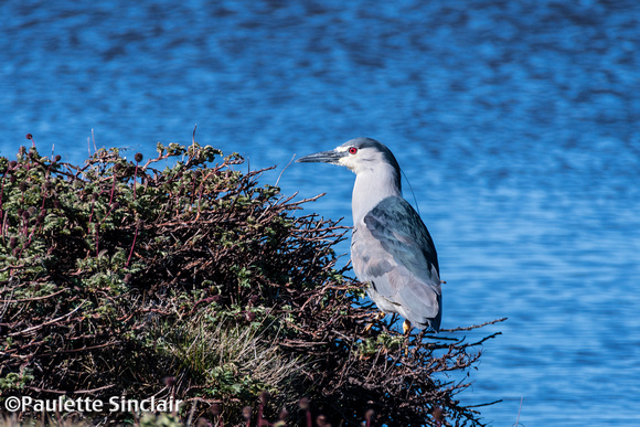 Black-crowned Night Heron