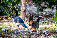 A pair of Curassows...