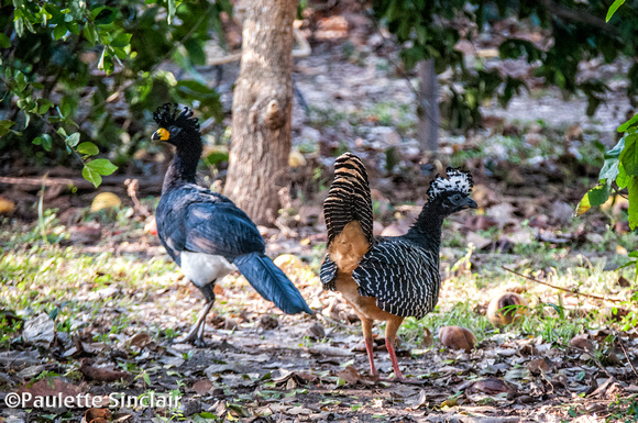 A pair of Curassows...