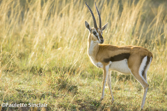 Thomson's Gazelle...