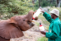 Sheldrick Elephant Orphanage.