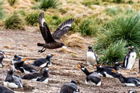 Carrying off a meal